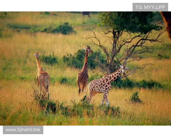 非洲草原野生动物实景视频直播：与猛兽同行